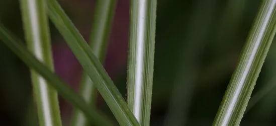 Garten-Chinaschilf 'Federweißer'