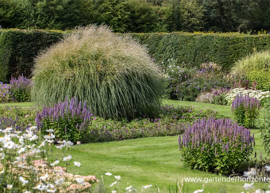 Garten-Chinaschilf 'Federweißer'