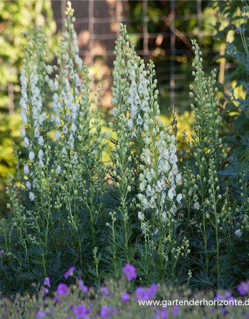 Garten-Eisenhut 'Schnewittchen'