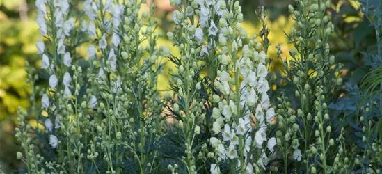 Garten-Eisenhut 'Schnewittchen'