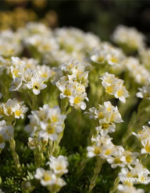 Garten-Elfenbein-Steinbrech 'Alba'