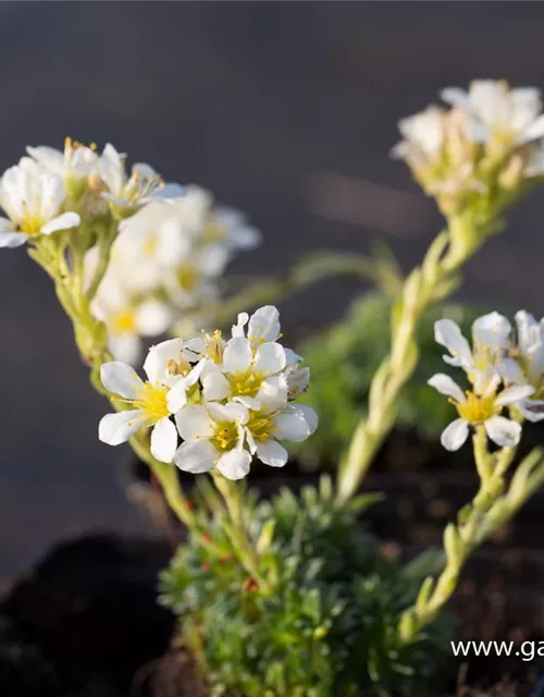 Garten-Elfenbein-Steinbrech 'Alba'