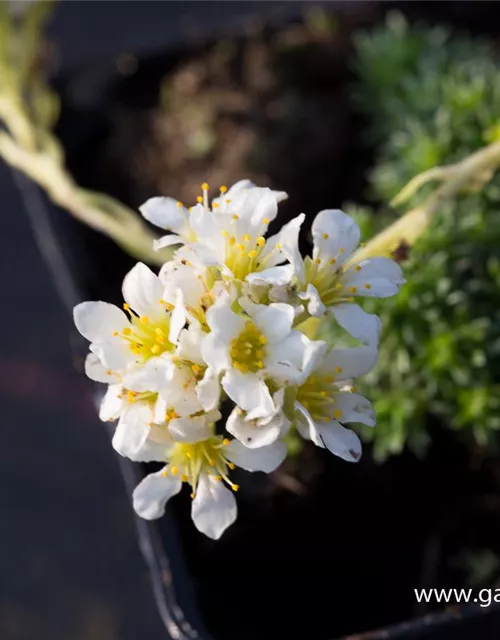 Garten-Elfenbein-Steinbrech 'Alba'