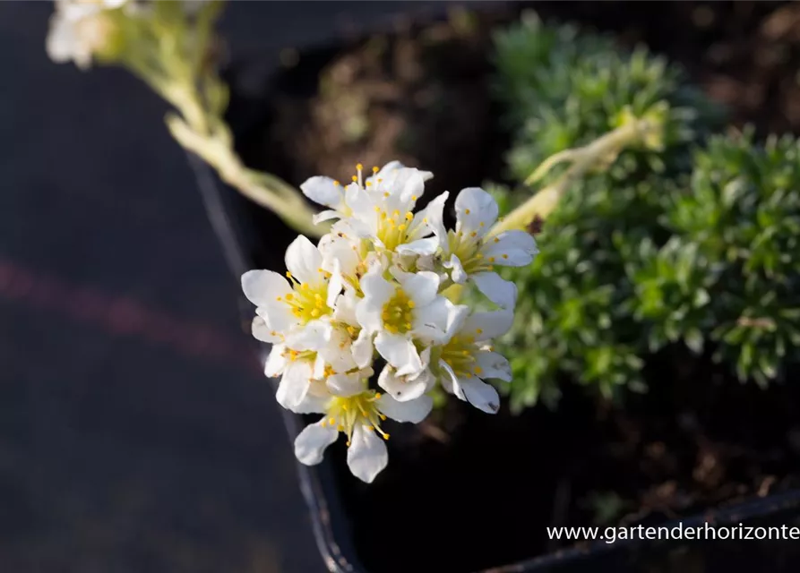 Garten-Elfenbein-Steinbrech 'Alba'