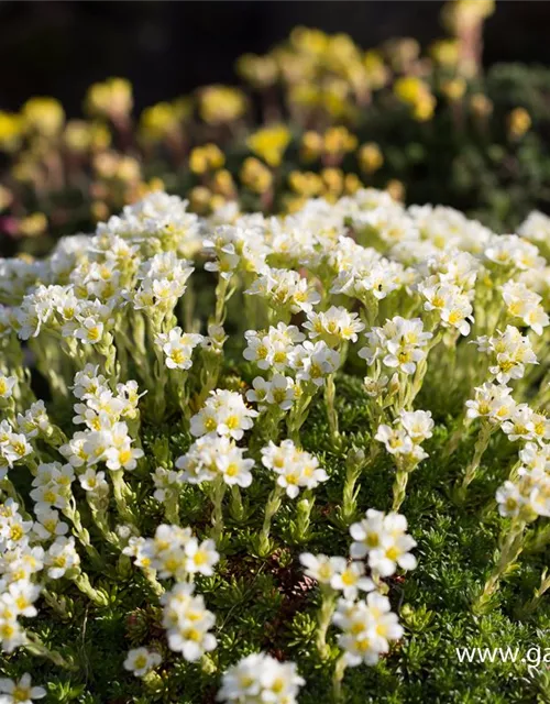 Garten-Elfenbein-Steinbrech 'Alba'