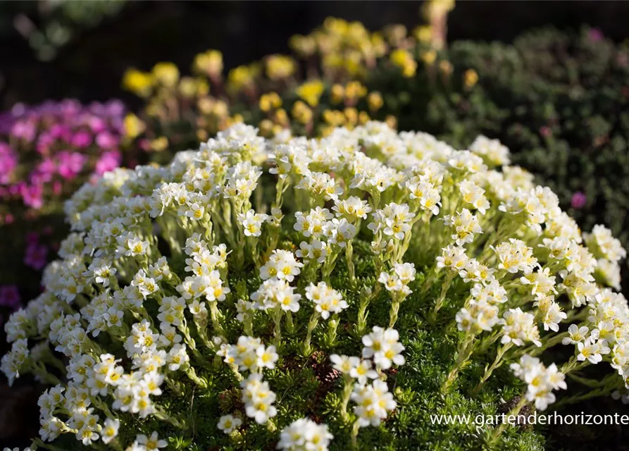 Garten-Elfenbein-Steinbrech 'Alba'