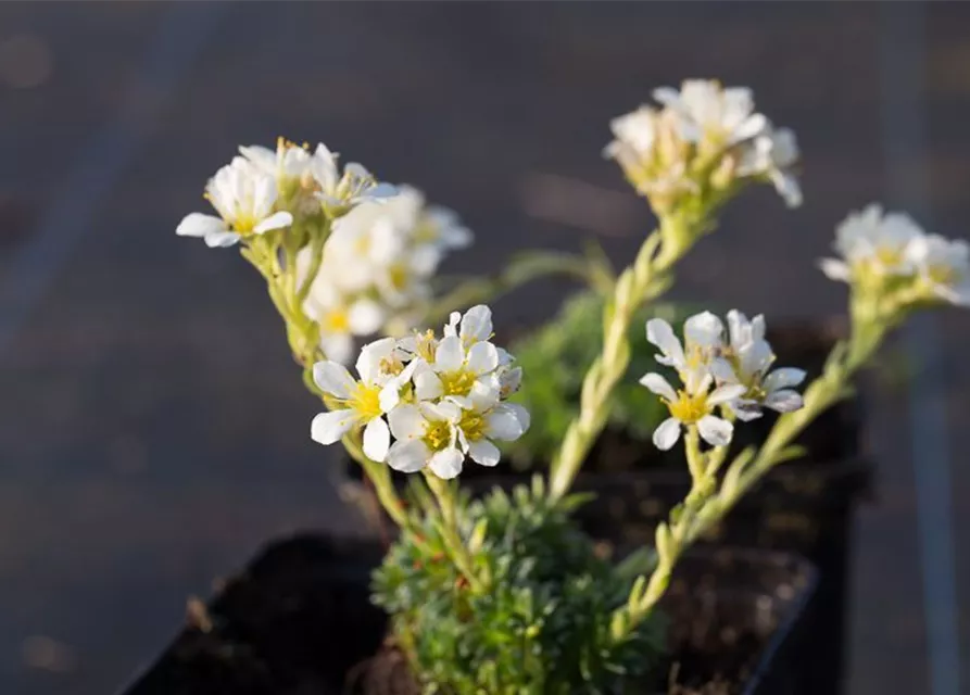 Garten-Elfenbein-Steinbrech 'Alba'