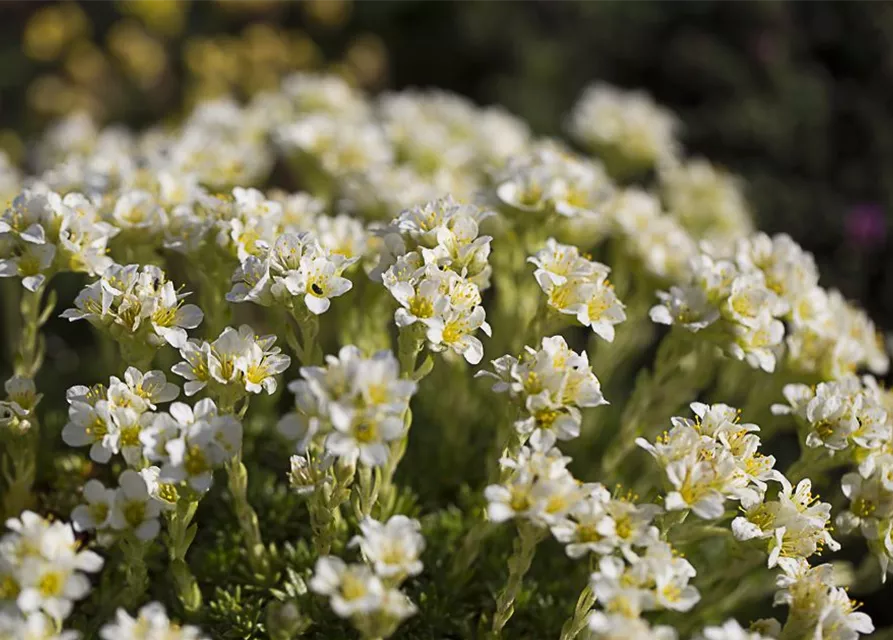 Garten-Elfenbein-Steinbrech 'Alba'