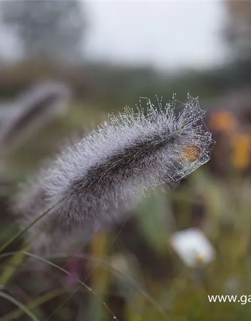 Garten-Federborstengras 'Cassian'