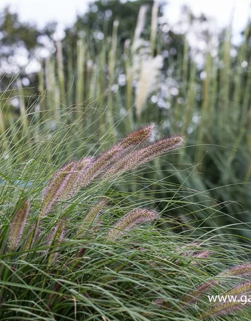 Garten-Federborstengras 'Cassian'