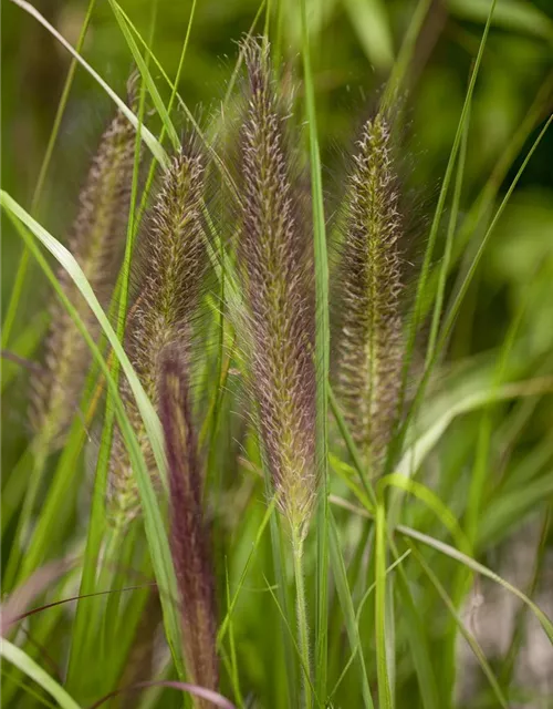 Garten-Federborstengras 'Compressum'