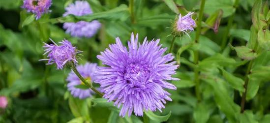 Garten-Feinstrahl 'Schöne Blaue'