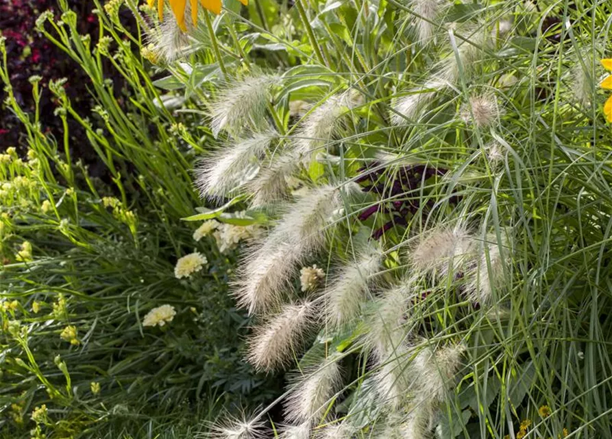 Garten-Federborstengras 'Hameln'