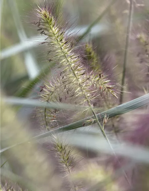 Garten-Federborstengras 'Hameln'