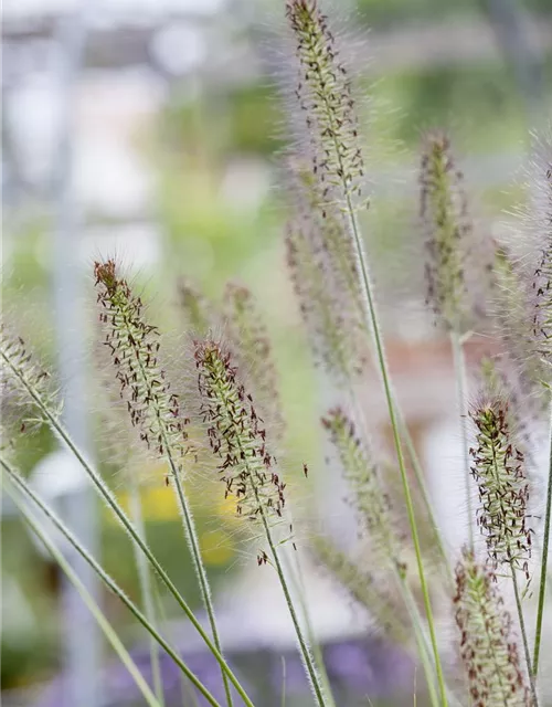 Garten-Federborstengras 'Hameln'