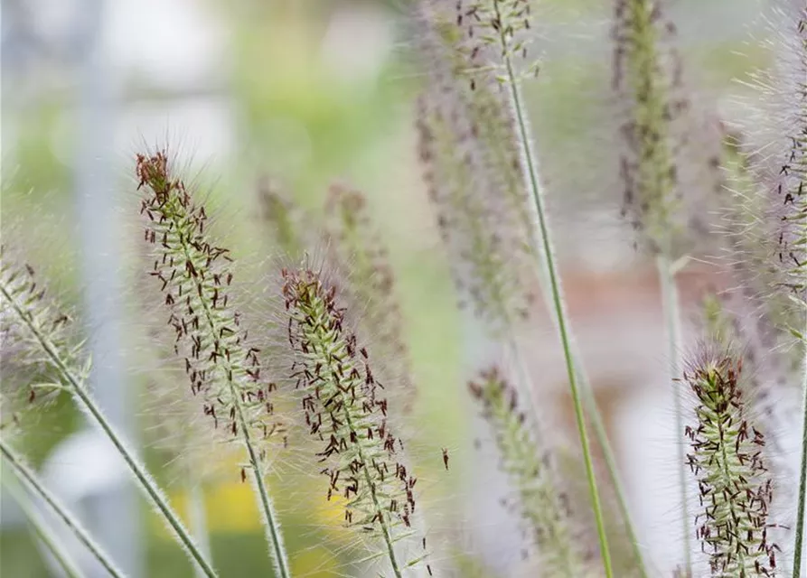 Garten-Federborstengras 'Hameln'