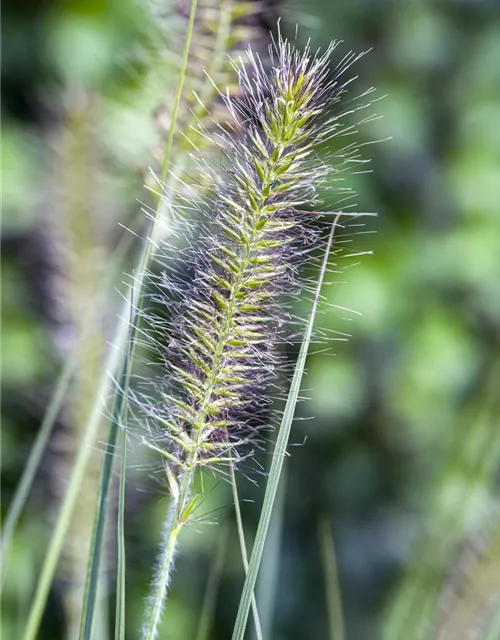 Garten-Federborstengras 'Hameln'