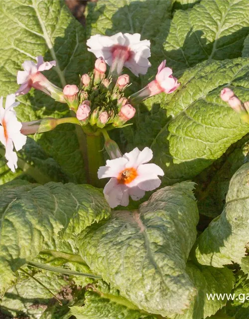 Garten-Etagen-Schlüsselblume 'Appleblossom'