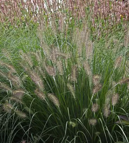 Garten-Federborstengras 'Hameln'