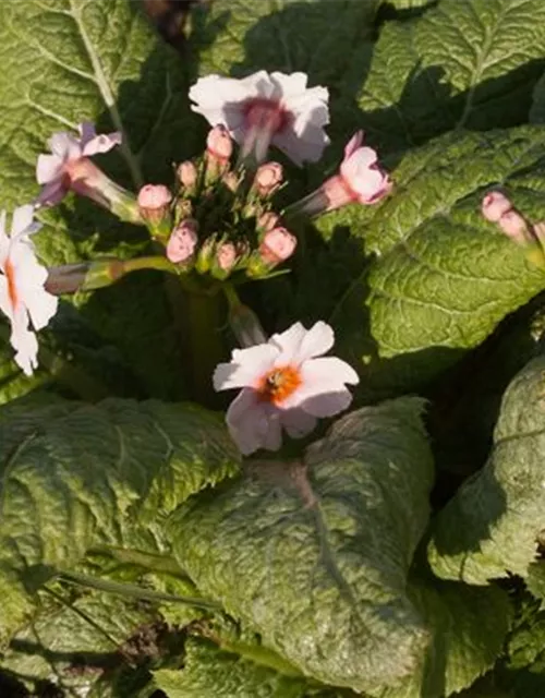 Garten-Etagen-Schlüsselblume 'Appleblossom'