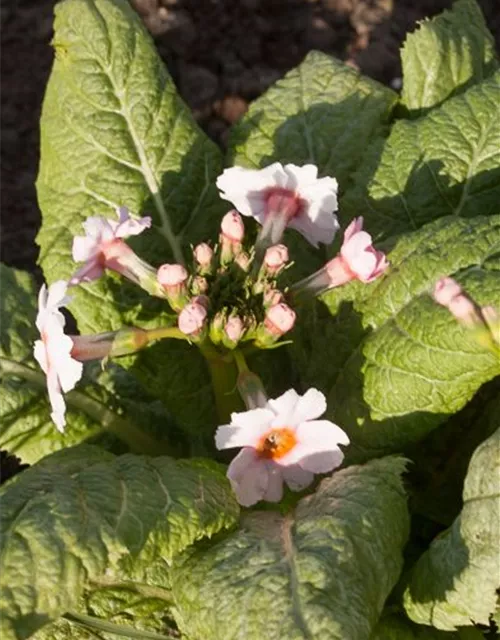 Garten-Etagen-Schlüsselblume 'Appleblossom'