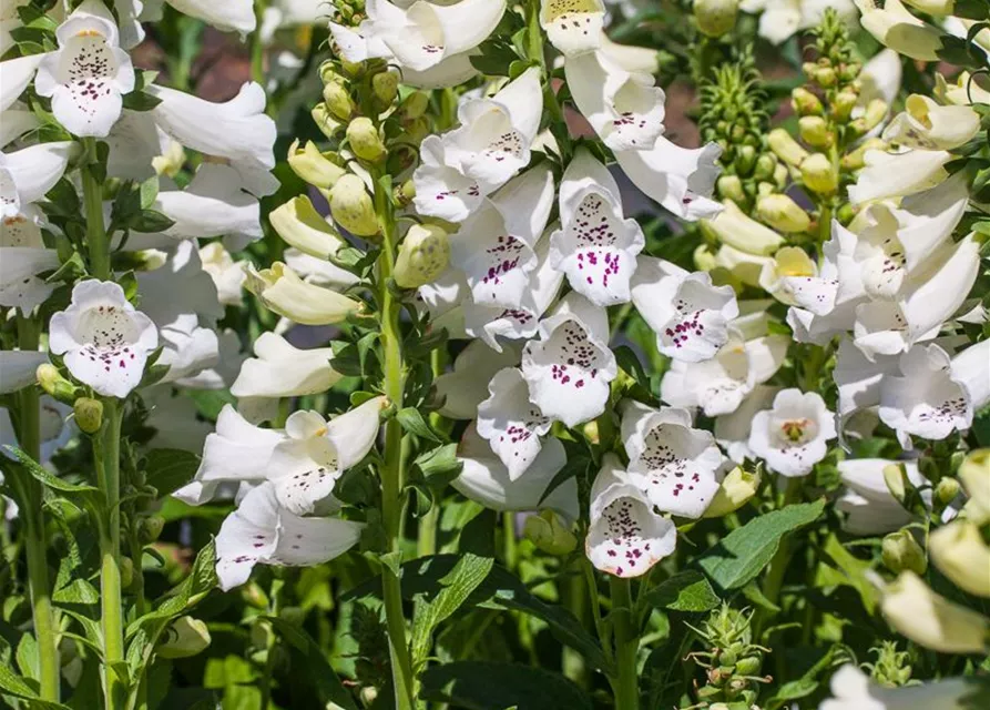 Garten-Fingerhut 'Alba'