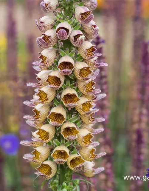 Garten-Fingerhut 'Gelber Herold'