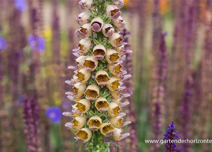 Garten-Fingerhut 'Gelber Herold'