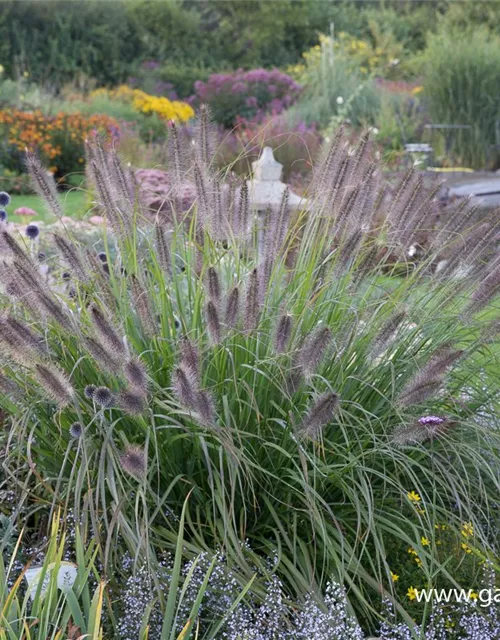 Garten-Federborstengras 'Red Head'