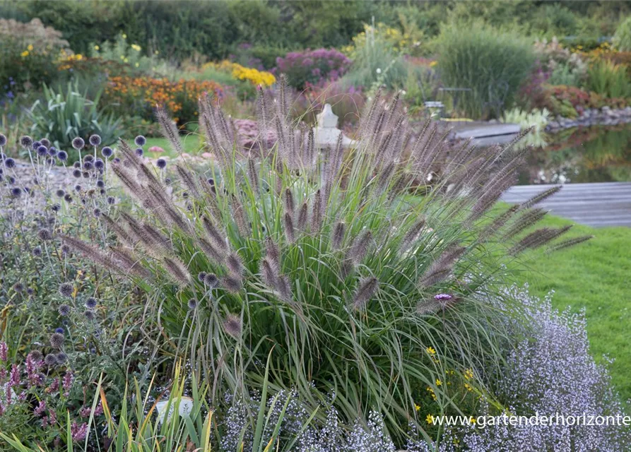 Garten-Federborstengras 'Red Head'