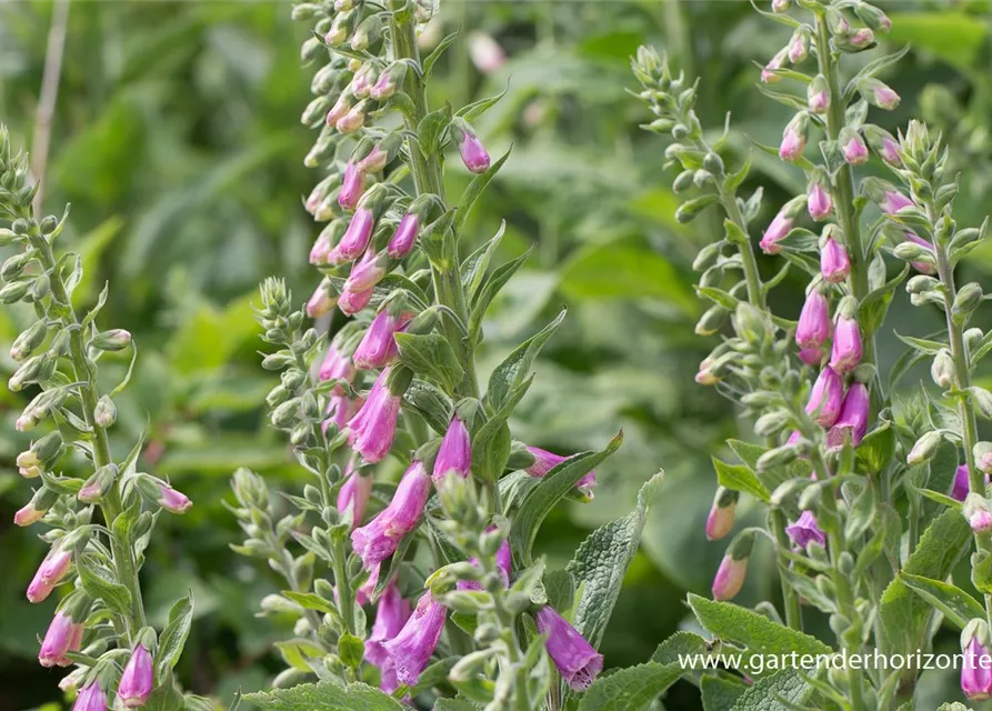 Garten-Fingerhut 'Gloxiniaeflora'