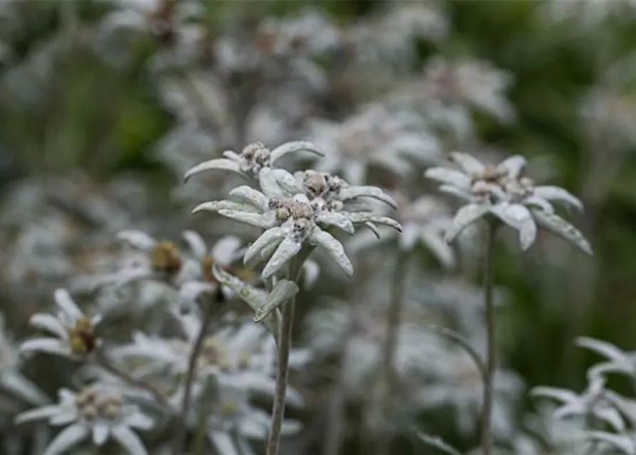 Garten-Edelweiß 'Matterhorn'