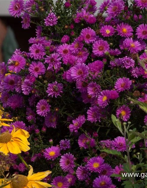 Garten-Glattblatt-Aster 'Karminkuppel'