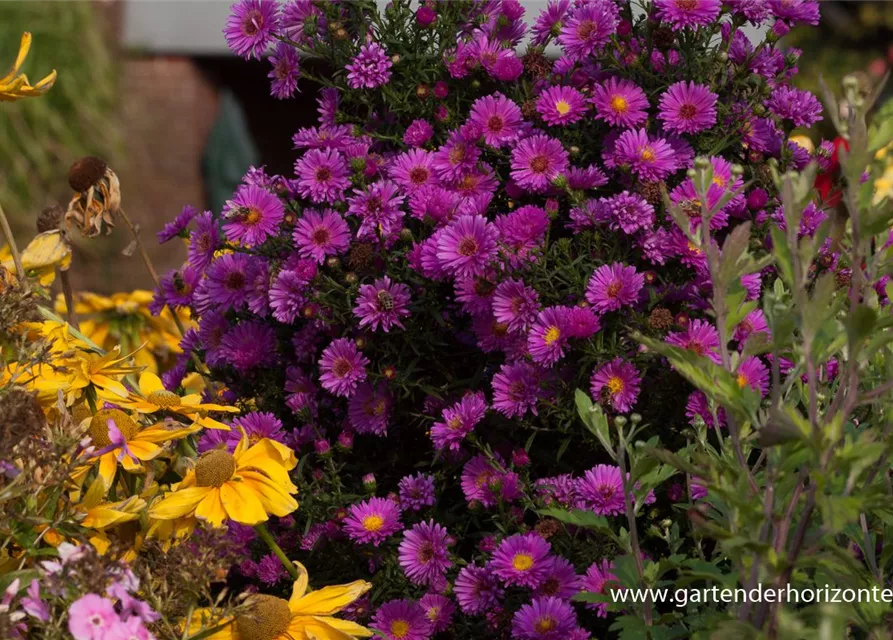 Garten-Glattblatt-Aster 'Karminkuppel'