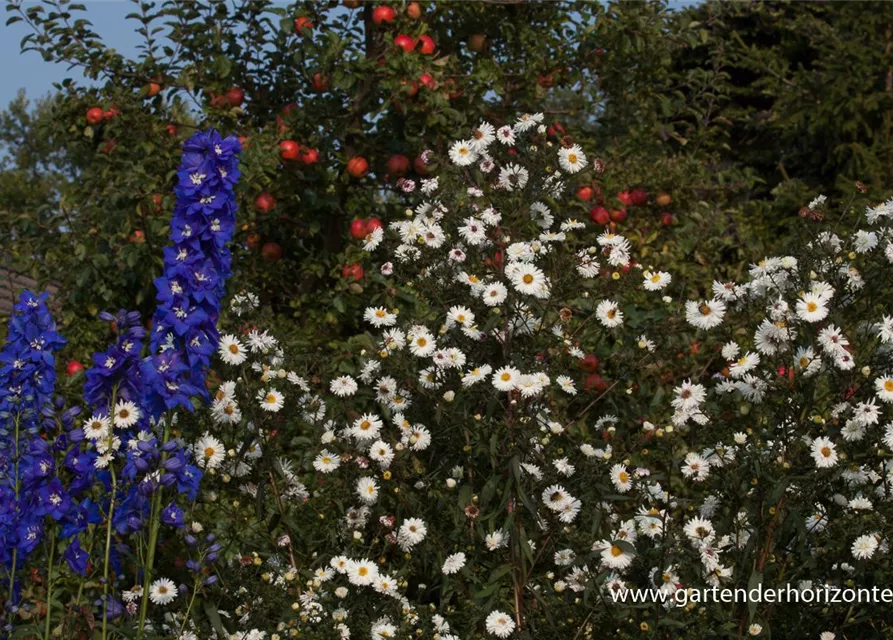 Garten-Glattblatt-Aster 'Schneekuppe'