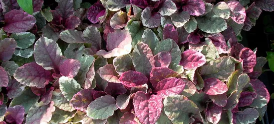 Garten-Günsel 'Burgundy Glow'