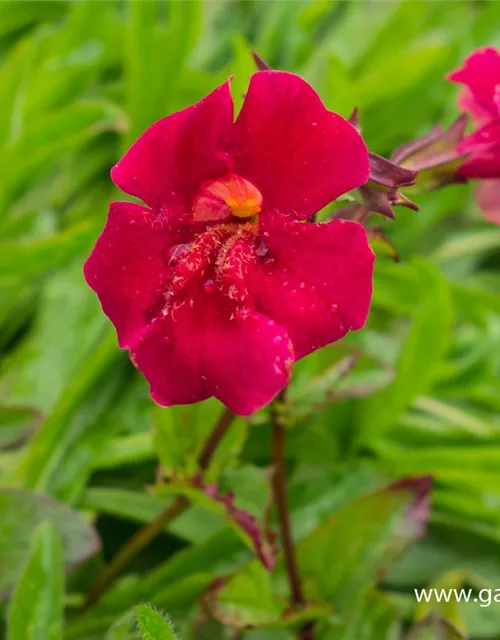 Garten-Gauklerblume 'Roter Kaiser'