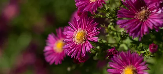 Garten-Glattblatt-Aster 'Crimson Brocade'