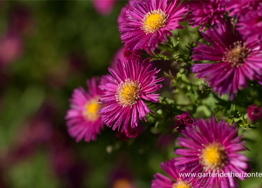 Garten-Glattblatt-Aster 'Crimson Brocade'