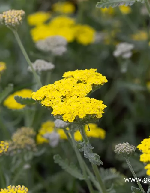 Garten-Goldquirl-Garbe 'Moonshine'