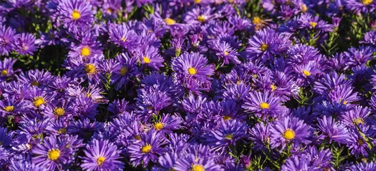 Garten-Kissen-Aster 'Blaue Lagune'