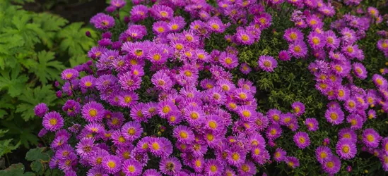 Garten-Kissen-Aster 'Heinz Richard'