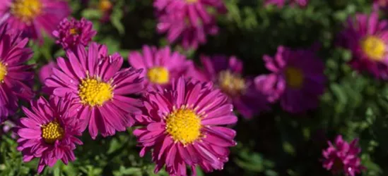 Garten-Kissen-Aster 'Jenny'