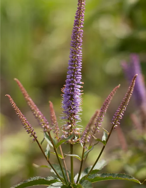 Garten-Kandelaberehrenpreis 'Cupid'