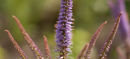 Garten-Kandelaberehrenpreis 'Cupid'