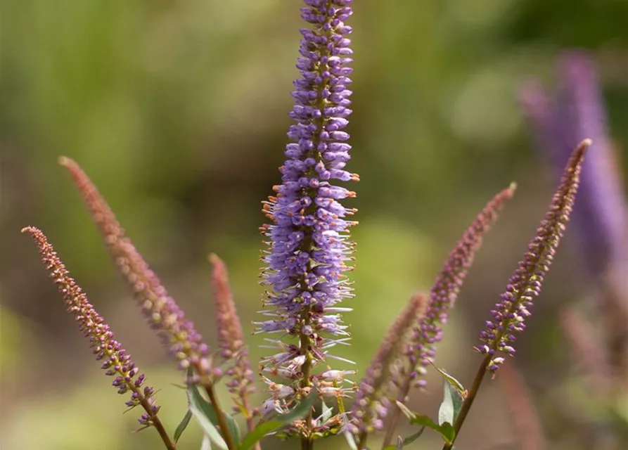 Garten-Kandelaberehrenpreis 'Cupid'