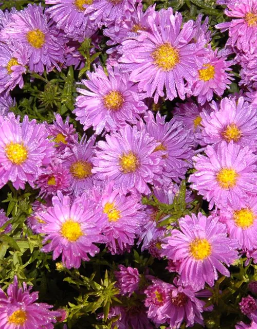 Niedrige Garten-Aster 'Happy End'