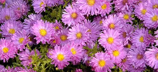 Niedrige Garten-Aster 'Happy End'