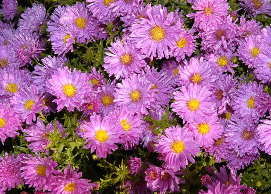 Niedrige Garten-Aster 'Happy End'