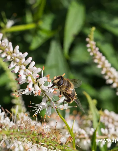 Garten-Kandelaberehrenpreis 'Diana'